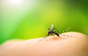 dry ice and mosquitos