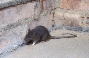 Until recently, the most commonly used pest control methods for rats in the city included traps, repellants, and carefully placed poisons, however the latest successful method is an unsuspecting one: dry ice.