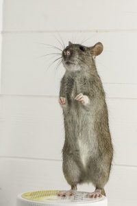 How Dry Ice Can Assist in the Fight Against Rats