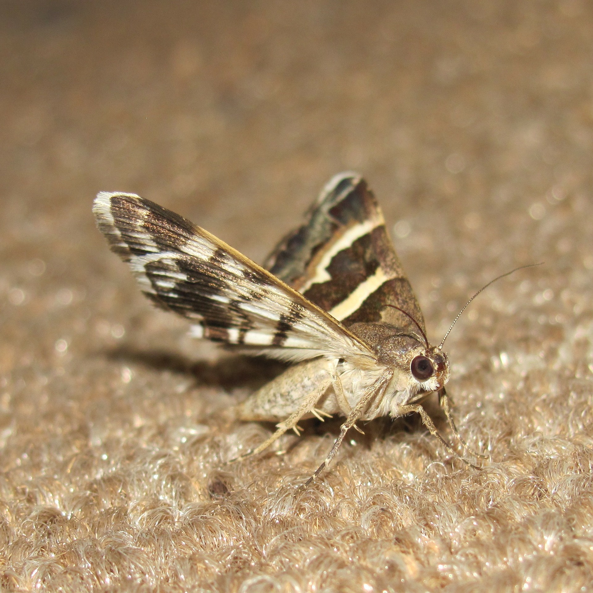 ry ice corp pest control moths